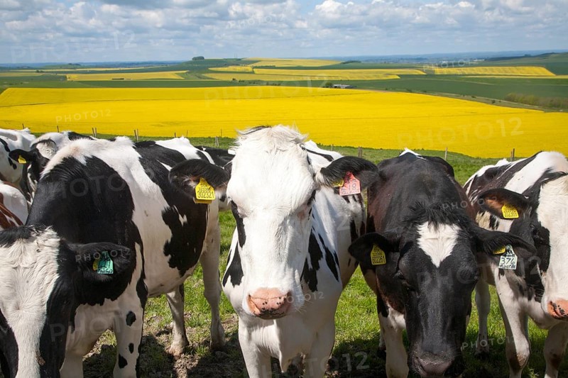 Young cattle standing high on chalk downland with oil seed rape crop in background, Tan Hill, All Cannings Down, Wiltshire