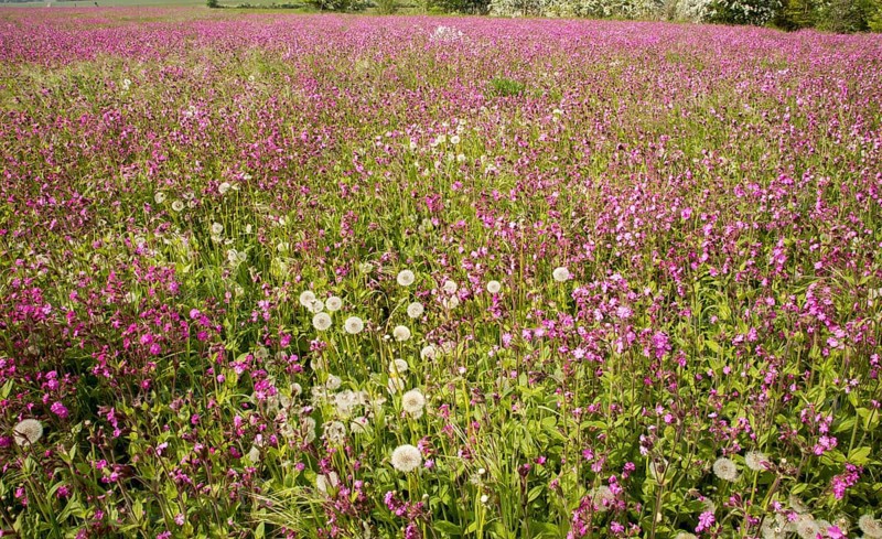 Red campion, Silene dioica, flowering chalk upland grassland Salisbury Plain, near Tilshead, Wiltshire, England, UK