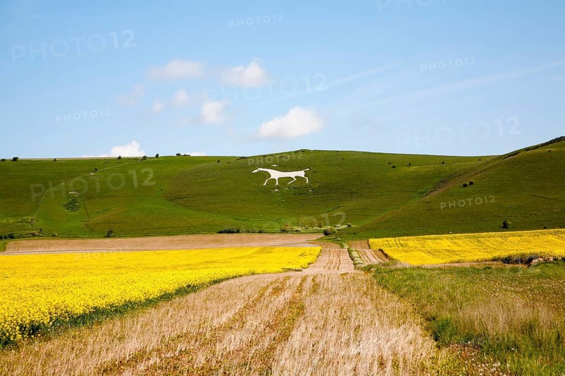 White horse figure carved in chalk scarp slope at Alton Barnes, Wiltshire, England, United Kingdom, Europe