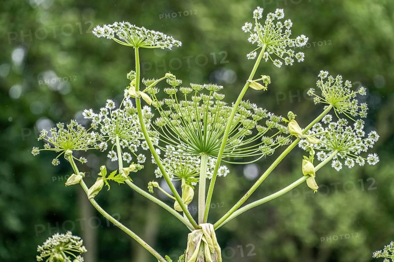 Giant hogweed plant, the plant parts, especially the sap, are poisonous, the sap triggers a phototoxic reaction when exposed to sunlight, Mülheim an der Ruhr, North Rhine-Westphalia, Germany, Europe