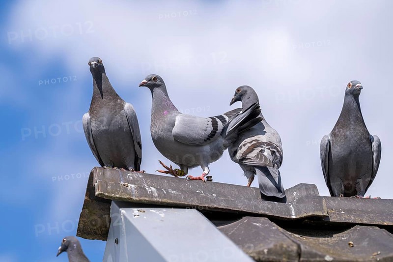 Carrier pigeons, on a pigeon loft, pigeon fancier, Mülheim, North Rhine-Westphalia, Germany, Europe