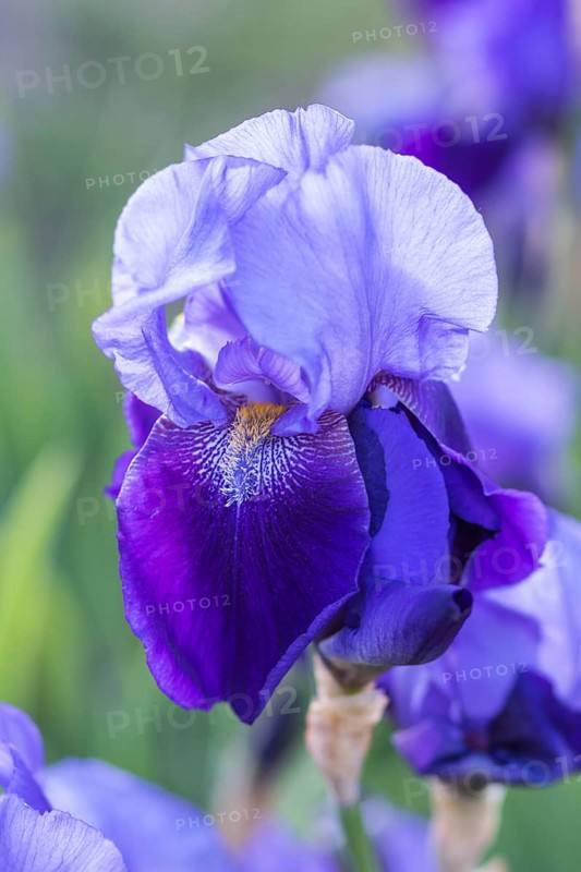 Colorful purple irises in a botanical garden