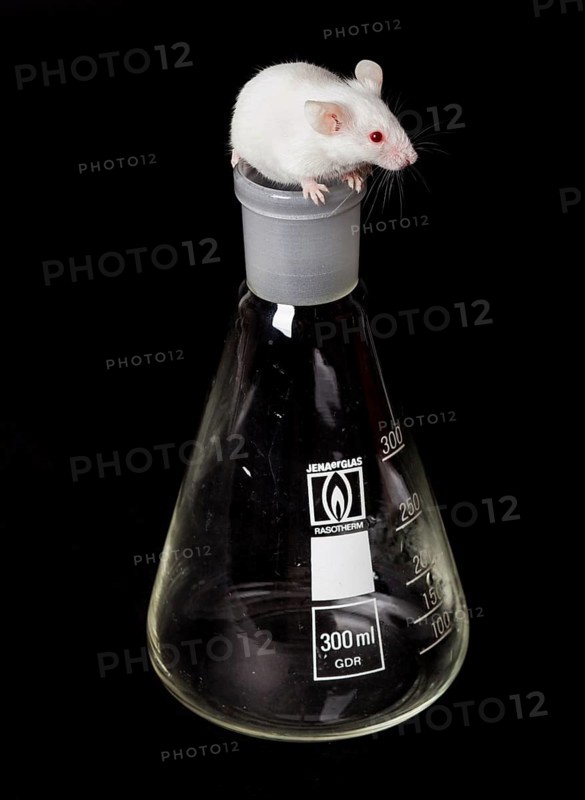 One small white laboratory mouse on the glass flask