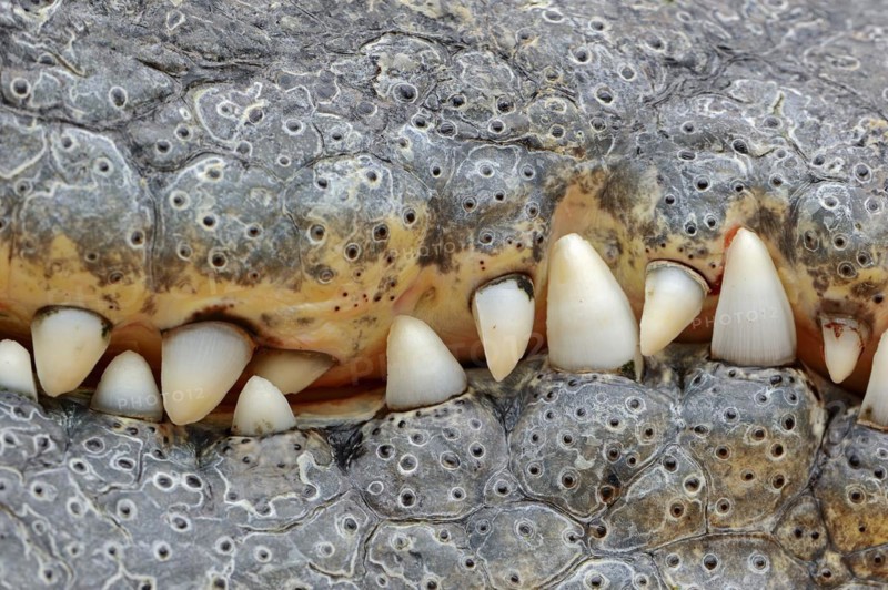 Nile crocodile (Crocodylus niloticus), teeth, captive, occurring in Africa