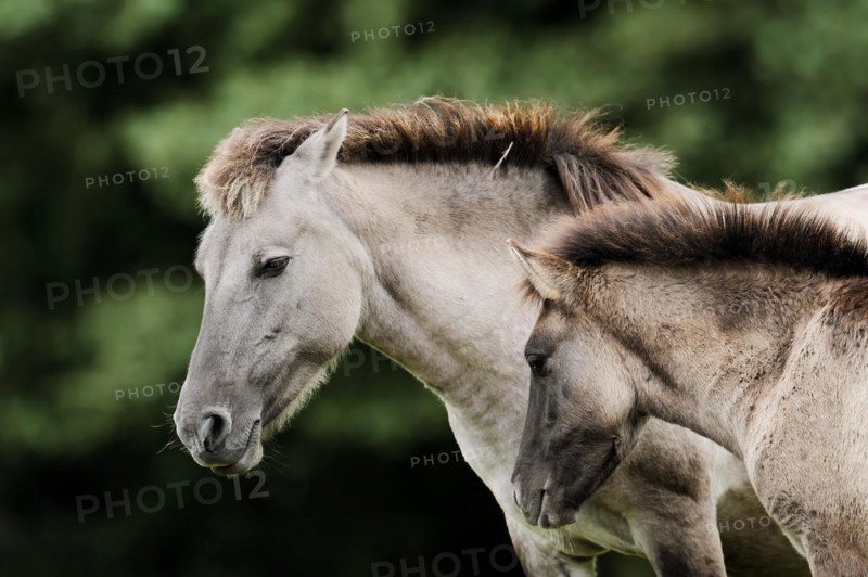 Dülmener Wildpferd, mare with foal, Merfelder Bruch, Dülmen, North Rhine-Westphalia, Germany, Europe