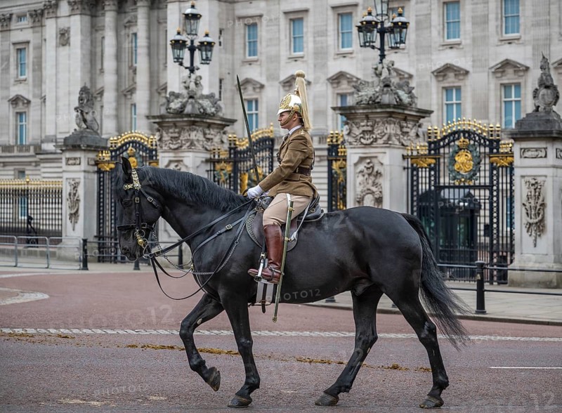 Military rider, horse, Trooping the colour, military parade in June in honour of the British monarch's birthday, Buckingham Palace, London, England, Great Britain