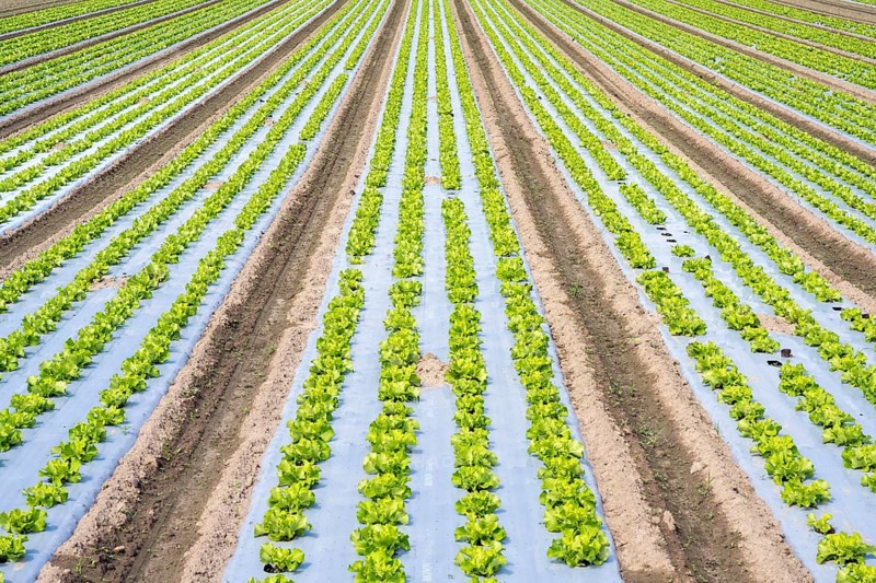 Young lettuce growing in a field, lettuce cultivation, vegetable cultivation, cultivation of lettuce seedlings, open-air cultivation with the use of plastic film that prevents the soil from drying out, accelerates growth, keeps weeds and pests away, Hegau, Baden-Württemberg, Germany, Europe