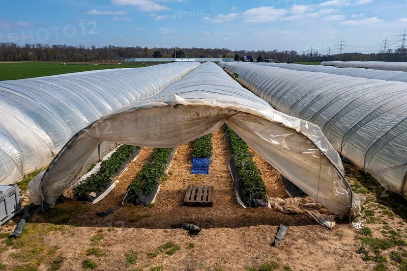Open field strawberry cultivation in a foil greenhouse, young strawberry plants growing, near Dormagen, Rhineland, North Rhine-Westphalia, Germany, Europe