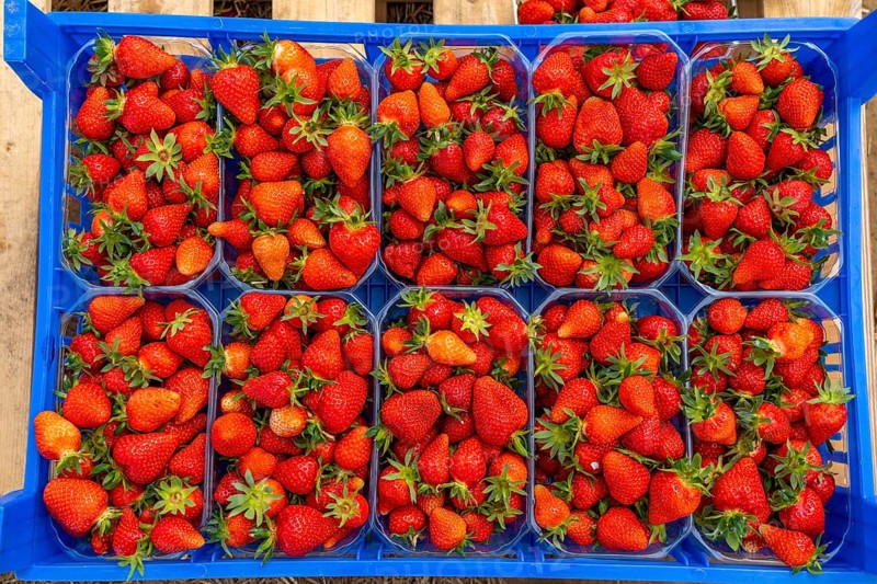 Harvest of strawberries, strawberry cultivation in the open, under a foil tunnel, young strawberry plants growing, in different stages of ripeness, near Dormagen, Rhineland, North Rhine-Westphalia, Germany, Europe