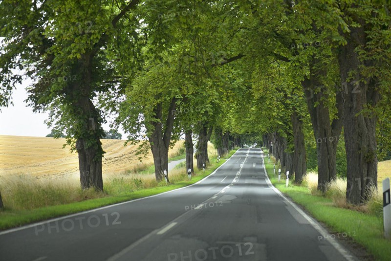 Chestnut avenue (Castanea) on a country road, Mecklenburg-Western Pomerania, Germany, Europe