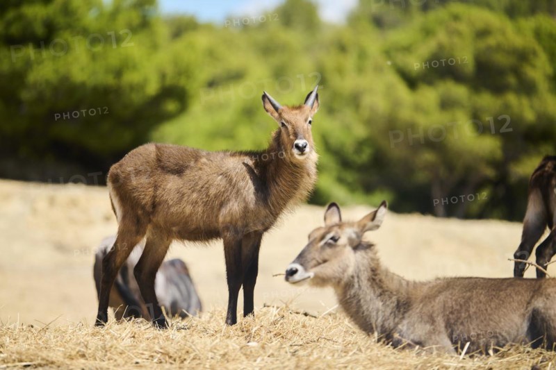 Waterbuck (Kobus defassa) in the dessert, captive, distribution Africa