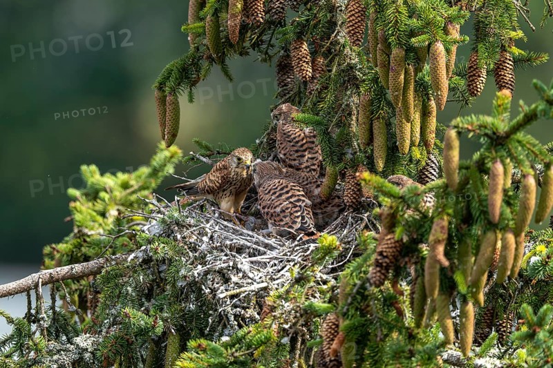 Common kestrel (Falco tinnunculus), female adult bird feeding young birds not yet ready to fly in the nest, Rhineland-Palatinate, Germany, Europe