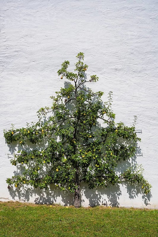 A pear tree, espalier fruit growing on a house wall, Salem Castle, former imperial abbey, former monastery of the Cistercian order, Salem, Lake Constance, Lake Constance district, Baden-Württemberg, Germany, Europe