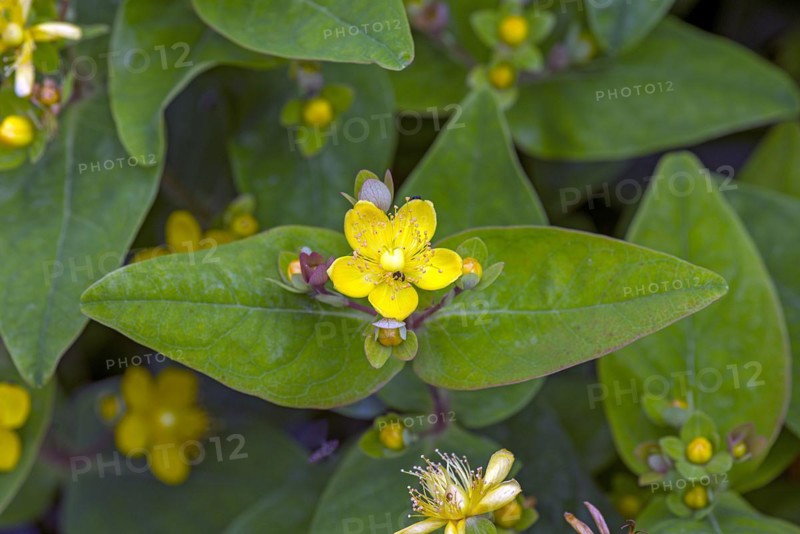 Flower of St John's wort (Hypericum erectum), Bavaria, Germany, Europe