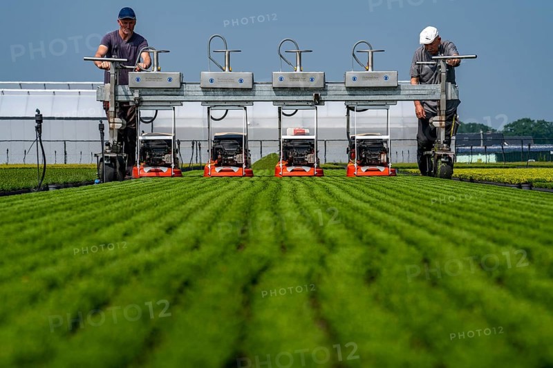 Horticultural business, broom heather plants, in flower pots, outdoors, Calluna vulgaris, are cut back to optimise the flowering behaviour, North Rhine-Westphalia, Germany, Europe