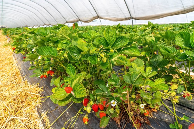 Harvest of strawberries, strawberry cultivation in the open, under a foil tunnel, young strawberry plants growing, in different stages of ripeness, near Dormagen, Rhineland, North Rhine-Westphalia, Germany, Europe