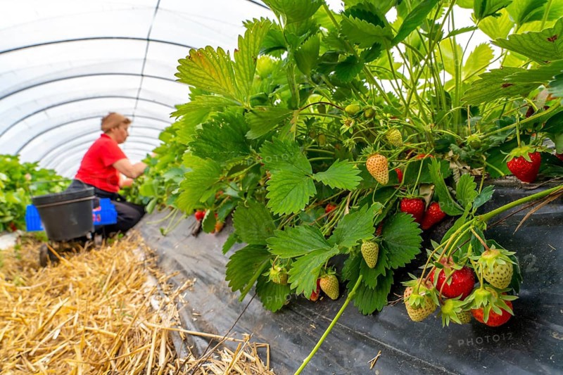 Harvesting strawberries, harvest helper, strawberry cultivation in the open field, under a foil tunnel, young strawberry plants growing up, in different stages of ripeness, near Dormagen, Rhineland, North Rhine-Westphalia, Germany, Europe