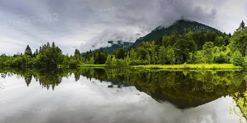 Water reflection in the moor pond, near Oberstdorf, Oberallgäu, Allgäu, Bavaria, Germany, Europe