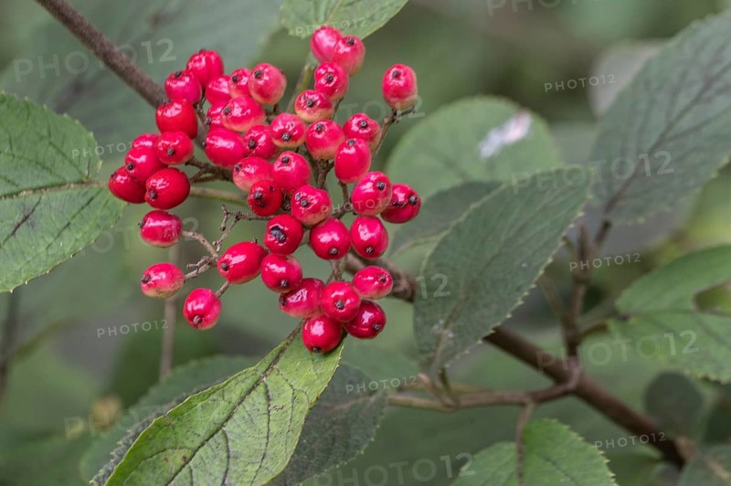 Viburnum lantana (Viburnum lanatum), Emsland, Lower Saxony, Germany, Europe