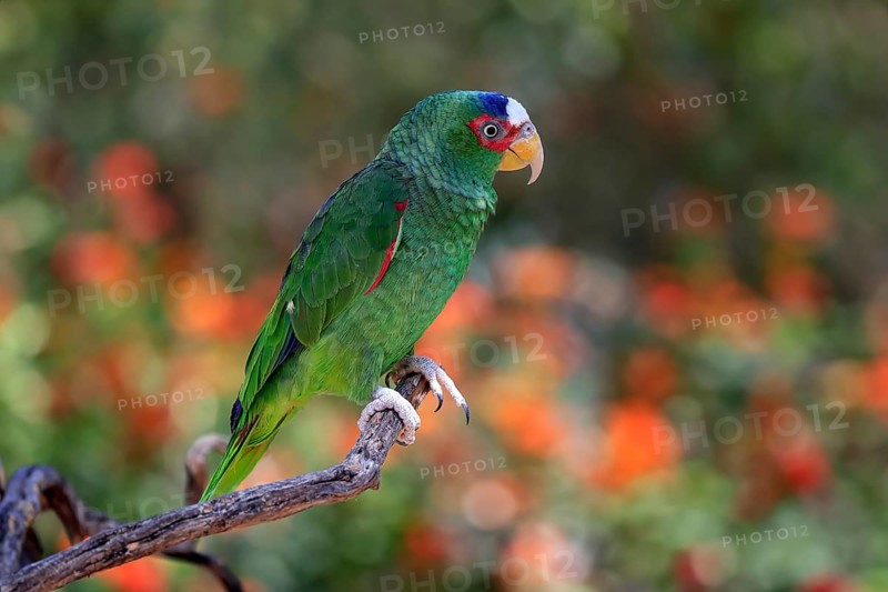 White-fronted amazon (Amazona albifrons), adult, in perch, Sonora Desert, Arizona, North America, USA, North America