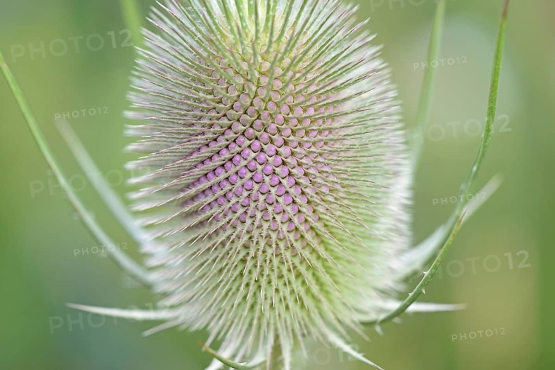 Wild teasel (Dipsacus fullonum), inflorescence in front of flowering, close-up, North Rhine-Westphalia, Germany, Europe