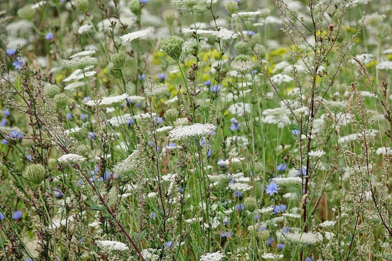 Wild carrot, Summer, Saxony, German
