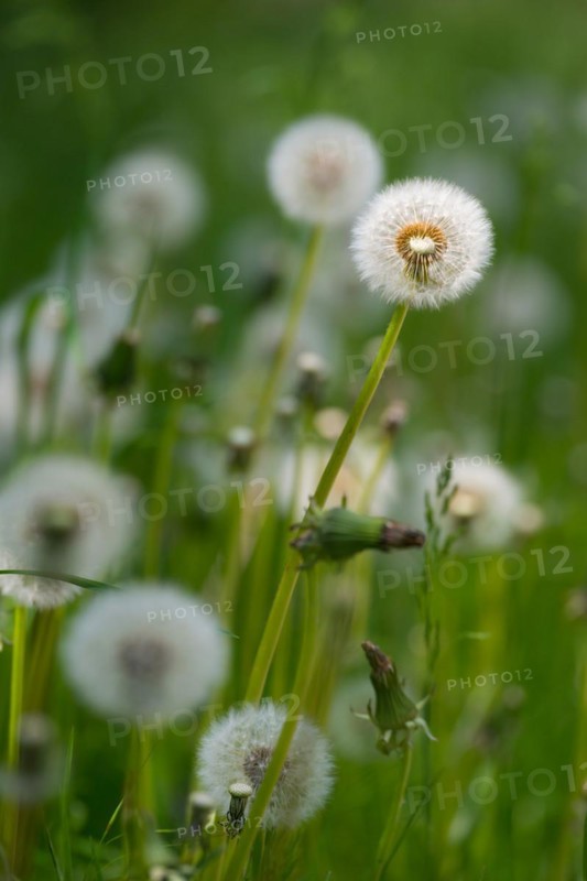 A dandelion in the light with a blurred green background, common dandelion (Taraxacum ruderalia) in a meadow, seed head with seeds on a parasol (pappus), parasol flyer, macro shot, close-up, spring, spring, summer, Allertal, Lower Saxony, Germany, Europe