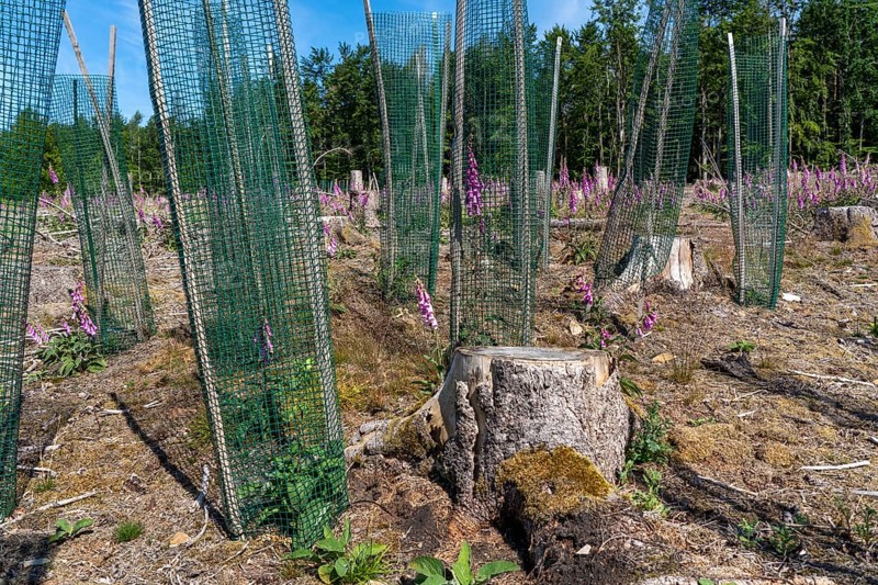 Reforestation in the Arnsberg Forest near Freienohl, Soest district, young oak trees, with browsing protection, to protect against wild animals, on the site of a spruce forest that had died and been felled due to heavy bark beetle infestation, North Rhine-Westphalia, Germany, Europe