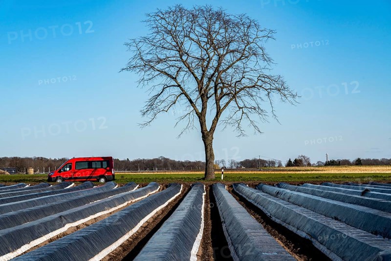 Agriculture on the Lower Rhine, early season, asparagus cultivation in spring, under plastic sheeting, foil tunnel, asparagus field, landscape under plastic sheeting, Walbeck, town of Geldern, North Rhine-Westphalia, Germany, Europe
