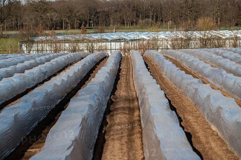 Agriculture on the Lower Rhine, early season, asparagus cultivation in spring, under plastic sheeting, foil tunnel, asparagus field, landscape under plastic sheeting, Walbeck, town of Geldern, North Rhine-Westphalia, Germany, Europe