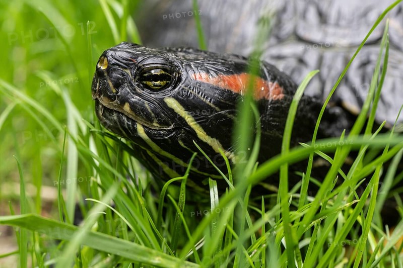 Red-eared slider (Trachemys scripta elegans), Emsland, Lower Saxony, Germany, Europe