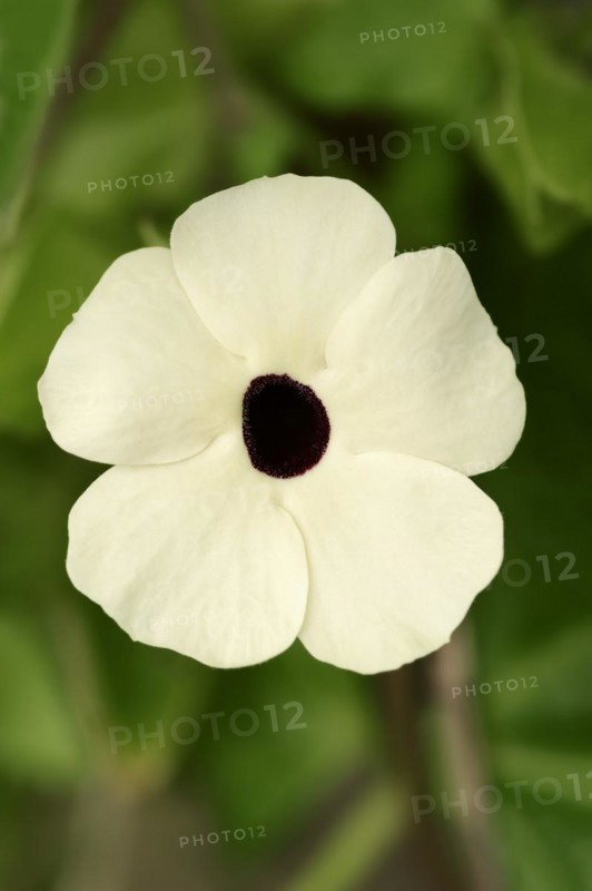 Black-eyed susan vine (Thunbergia alata), flower, ornamental plant, North Rhine-Westphalia, Germany, Europe