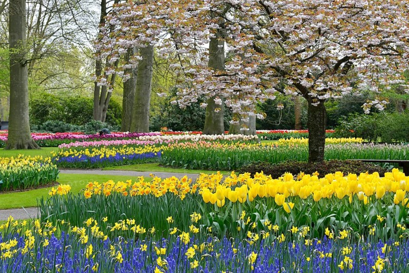 Tulips (Tulipa), daffodils (Narcissus) and grape hyacinths (Muscari) at Keukenhof, Lisse, South Holland
