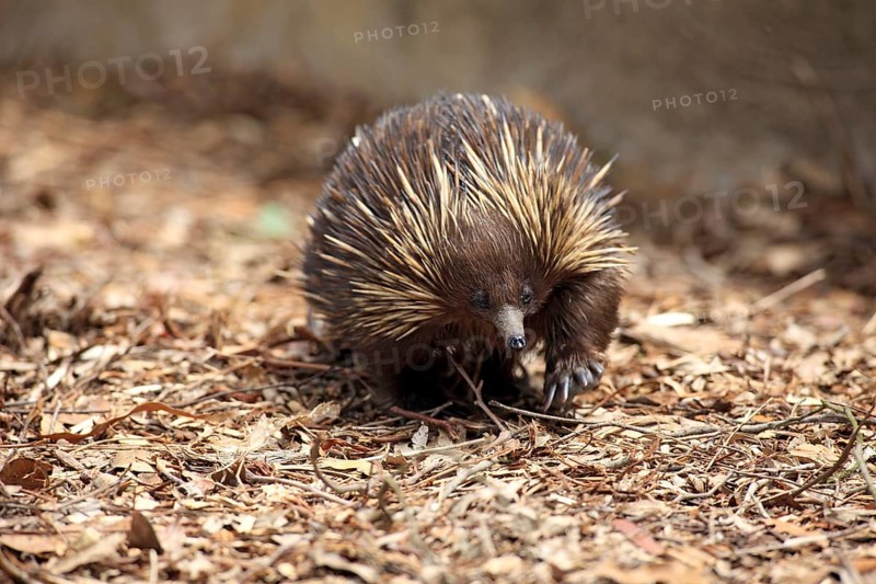 Short-beaked echidna (Tachyglossus aculeatus), adult, foraging, South Australia, Australia, Oceania
