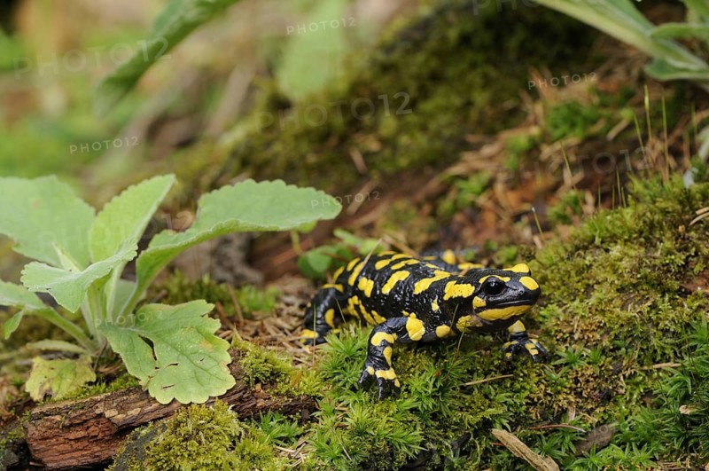 Fire salamander (Salamandra salamandra), Bavarian Forest NP, Bavaria, Federal Republic of Germany