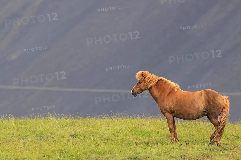 Icelandic horse standing in a meadow, mountainous, Höfn, Iceland, Europe