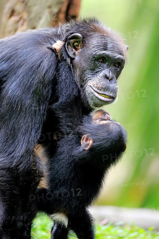 Chimpanzee (Pan troglodytes troglodytes), Female, Juvenile, adult, Social behaviour