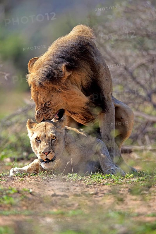 Lion (Panthera leo), adult pair copula, mating, pair, male, female, Hluhluwe Umfolozi National Park, Hluhluwe iMfolozi National Park, KwaZulu Natal, South Africa, Africa