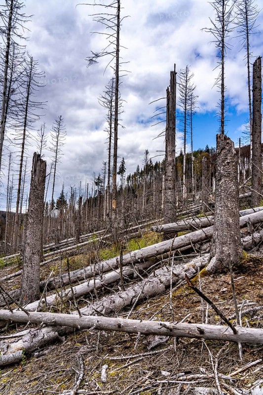 Dead spruce trees, broken by wind, lying in disarray, forest dieback in the Arnsberg Forest nature park Park, over 70 per cent of the spruce trees are diseased, damaged, mostly by the bark beetle, which was able to spread due to drought and heat, climate change, near Hirschberg, North Rhine-Westphalia, Germany, Europe