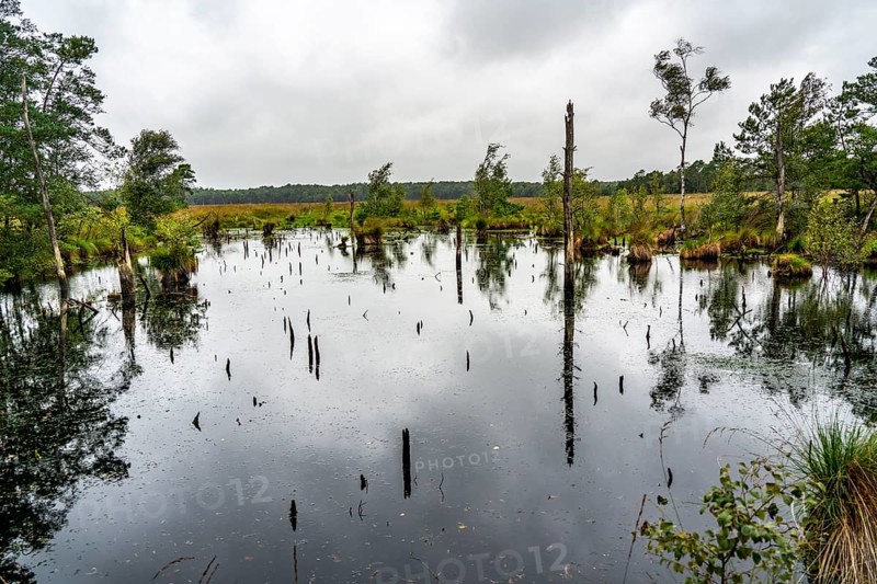 The Pietzmoor, raised bog in the Lüneburg Heath nature reserve, near Schneverdingen, Lower Saxony, Germany, Europe