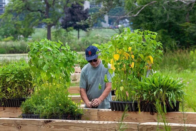 Detroit, Michigan, Volunteers planting in the wetlands at the public garden designed by prominent Dutch garden designer, Piet Oudolf. The garden is on Belle Isle, an island state park in the Detroit River