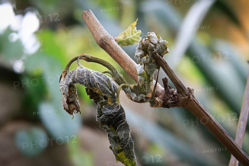 Late night frosts have led to severe frost damage in vineyards in the Elbe Valley. Due to the very high spring temperatures, most of the vines had already sprouted very far. The winegrowers are now hoping for a second budding, Dresden, Saxony, Germany, Europe