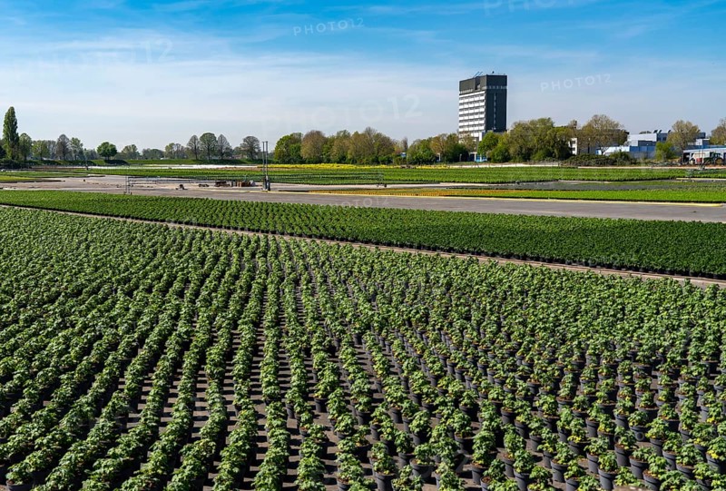 Nursery, plant breeding, ornamental plants grow in flower pots, outdoors, Düsseldorf-Volmerswerth, Germany, Europe
