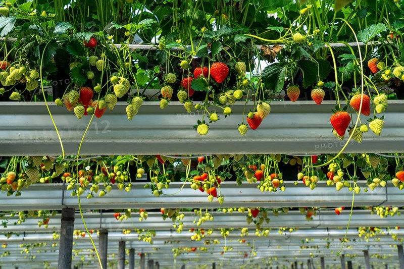 Strawberry cultivation in a greenhouse, young strawberry plants are growing, at different stages of ripeness are individually watered and supplied with nutrients by drip irrigation, they grow in a substrate culture in raised beds, near Dormagen, Rhineland, North Rhine-Westphalia, Germany, Europe