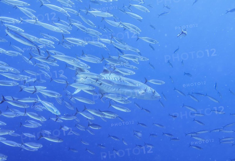 Great barracuda (Sphyraena barracuda), shoal, Umma Gammar reef, Red Sea, Egypt, Africa