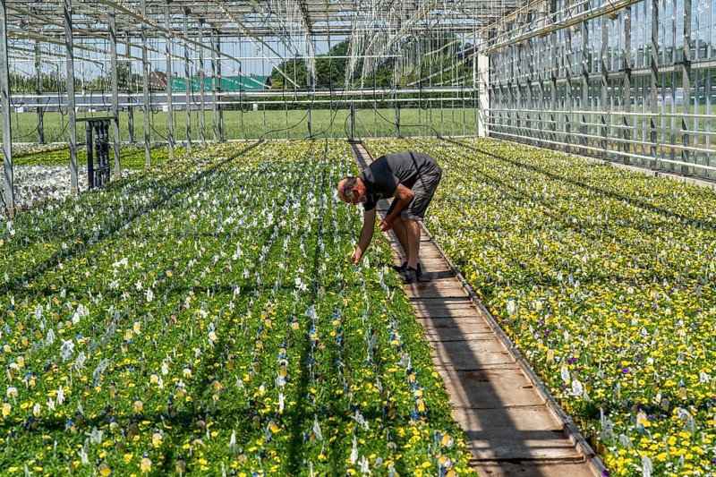 Horticultural business, greenhouse, various types of potted plants are grown here to be sold in flower shops, supermarkets, DIY stores, garden centres, North Rhine-Westphalia, Germany, Europe