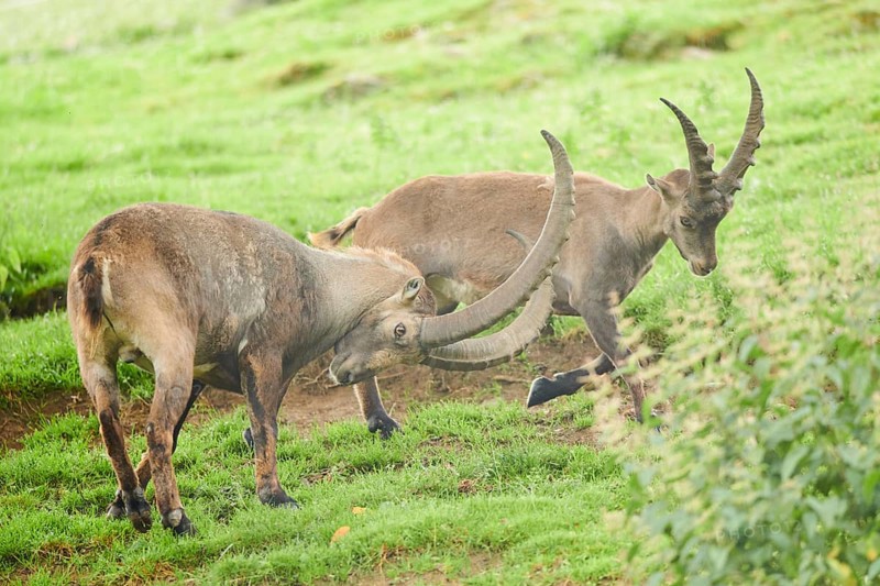 Alpine ibex (Capra ibex) male running arguing with each other on a meadow, playing, wildlife Park Aurach near Kitzbuehl, Austria, Europe