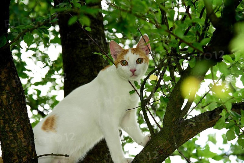 Cat, Turkish Van, domestic cat, in tree