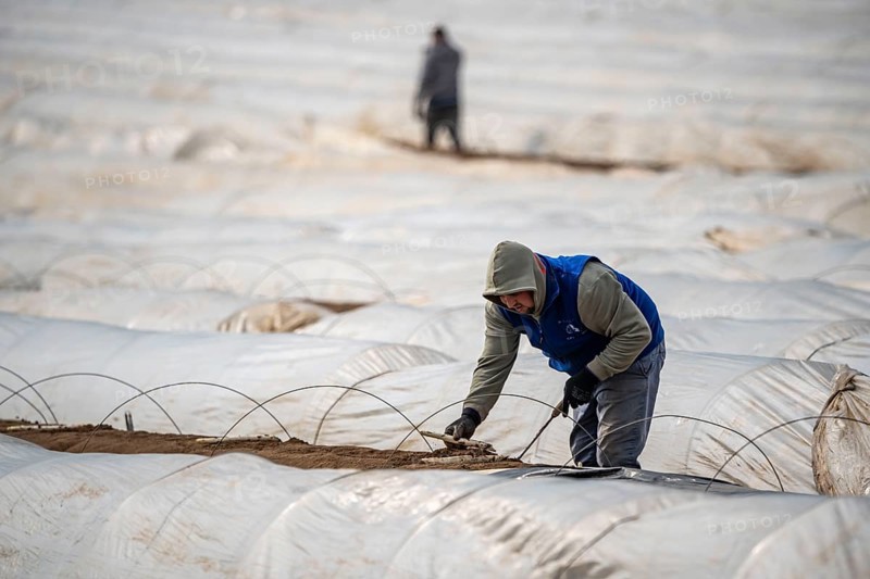 Asparagus harvest in the Rhineland, asparagus pickers at work in an asparagus field covered with plastic sheeting to allow the asparagus to grow better in the cold spring, Dormagen-Broich, North Rhine-Westphalia, Germany, Europe