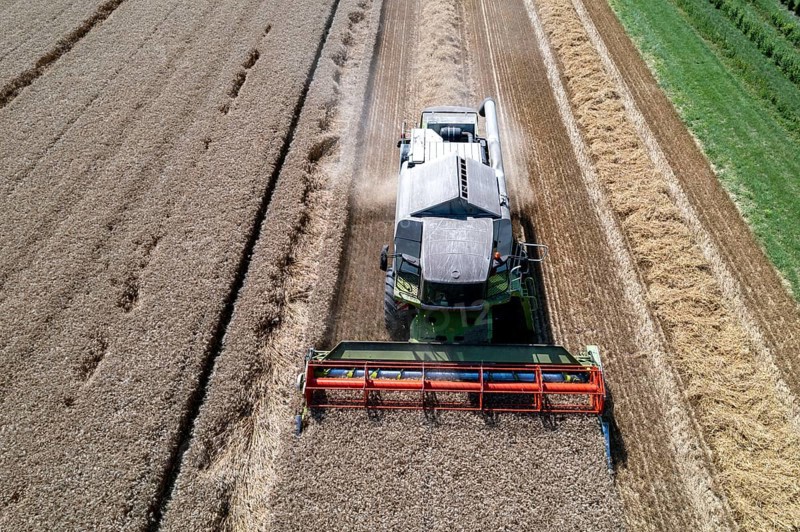 Agriculture, grain harvest, wheat, combine harvester harvesting in a wheat field, near Niederkrüchten, North Rhine-Westphalia, Germany, Europe